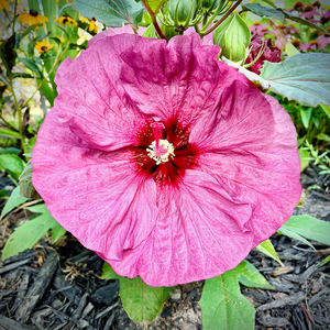 Wrinkly Pink Hibiscus