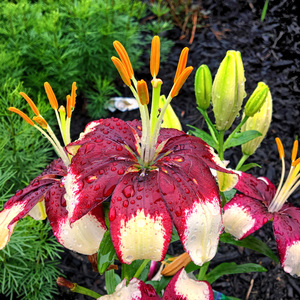 Asian Lily in the Rain