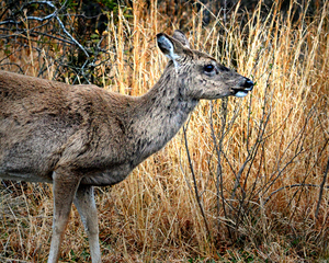 Assateague Island White Tailed Deer 0023