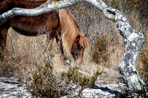 Assateague Pony Go Go Bones Forages for Lunch
