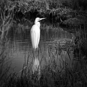 Assateague Island Great Egret Ardea alba in Black and White 0118