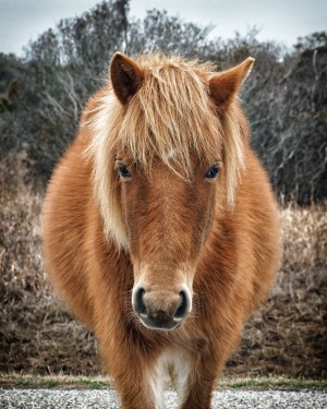 Assateague Horse Miekes NoeLani