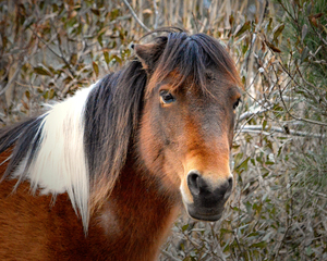 Assateague Pony Patricia Irene Solo
