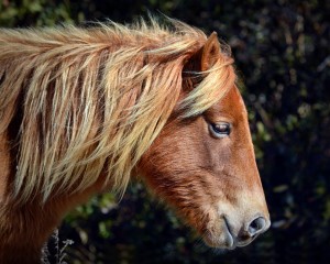 Assateague Pony Sarahs Sweet Tea Profile