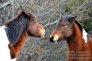 Two Wild Ponies of Assateague Island National Seashore
