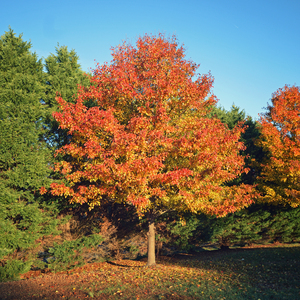 Autumn Tree Back Yard SQ