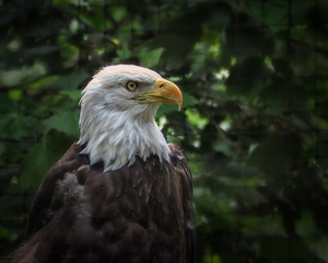 Bald Eagle at the Salisbury Zoo