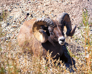 Bighorn Sheep in the Badlands of South Dakota