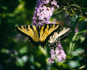 Swallowtail Butterfly at the Maryland Zoo in Baltimore