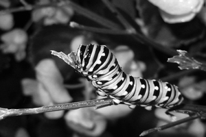 Eastern Black Swallowtail Caterpillar Camouflage Monochrome