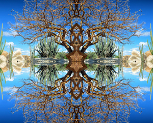 Desert Reflections Aruba