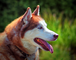 Dog Huskey Profile Right Color