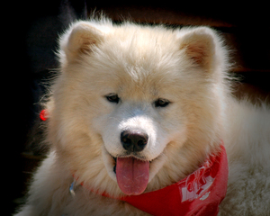 Dog Samoyed Teddy Bear Puppy Dog