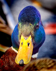 Duck Put It On My Bill