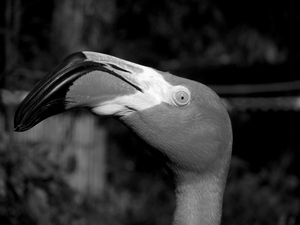 Eye of the Flamingo in Black and White