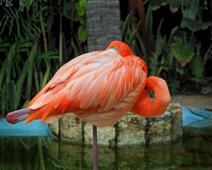 Peekaboo Flamingo 2130209