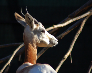 Dama Gazelle at the National Zoo