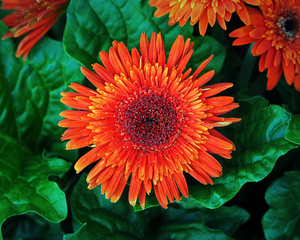 Nancys Gerbera Daisy Orange on Green