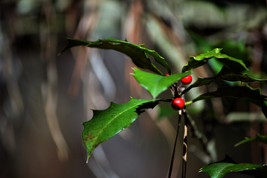 Holly with Berries