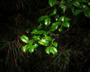 Holly Branch Among the Pines