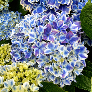 Hydrangea Square Blue