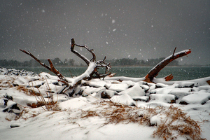 Indian River Inlet Driftwood Snow