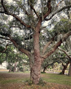 Spanish Moss on Oak Jekyll Island