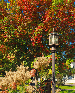Fall Foliage with Lamp on Mackinac Island 180262