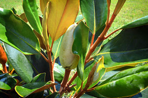 magnolia bud leaves nancy 0005