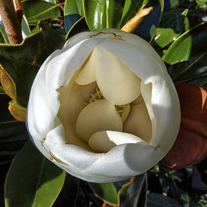 magnolia opening bud nancy 0004
