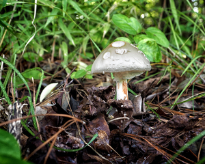 mushroom toadstool fun guy 7290207