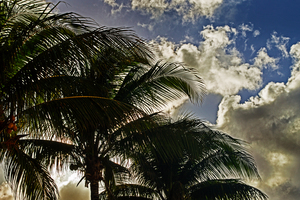 Palm Before the Storm