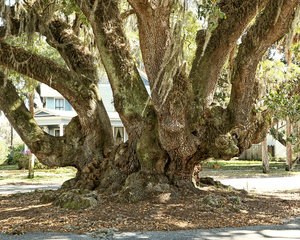 Lovers Oak Trunk and Limbs