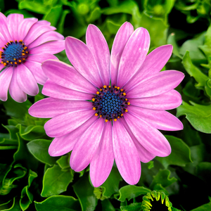 Pink Akila African Daisy Square 2809