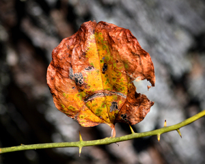 pumpkin leaf at gordons pond 0026