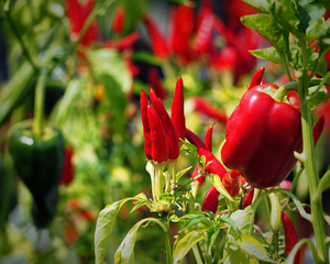 Red Hot Chili Peppers Ornamental Peppers