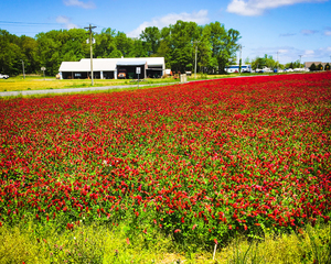 Crimson Clover in a Farm Field in Delaware