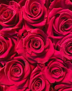 Red Rose Magnificence 3093