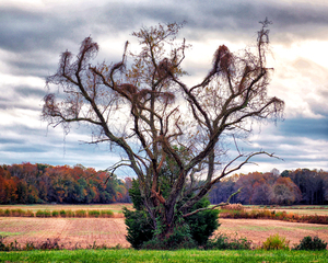Roxanna Magic Tree near Roxanna Delaware