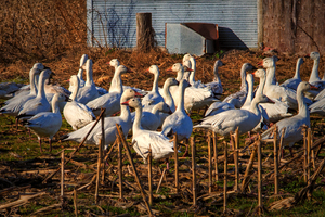 Snow Geese Gaggle in Frankford DE