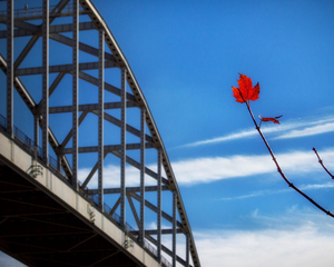 Solitary Red Maple Leaf at the St. Georges Bridge