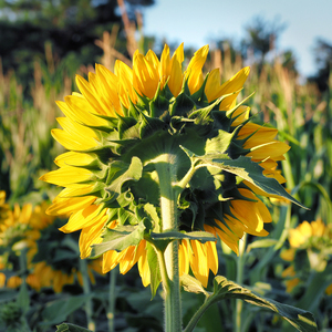 Sunflower Backside 7240004