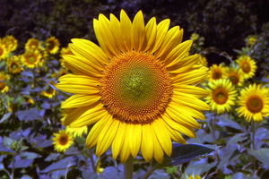 Roxanna Sunflower Helianthus L.