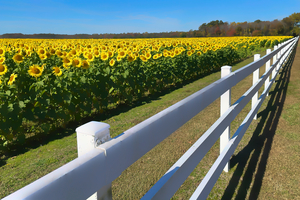 Sunflower Field with a Fence