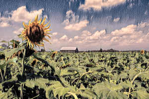 Solitary Sunflower in Charcoal