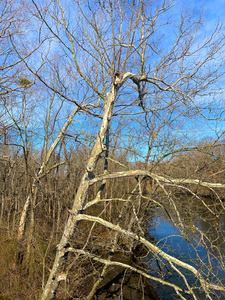 Gnarly Tree along the Tuckahoe River