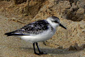 Sandy Sandpiper on the Beach