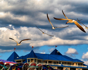 Seagulls Heading Home to the OC Boardwalk