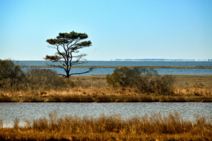 Assateague Marsh Loblolly Pine