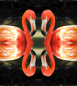 Flamingo Reflections Digital Abstract